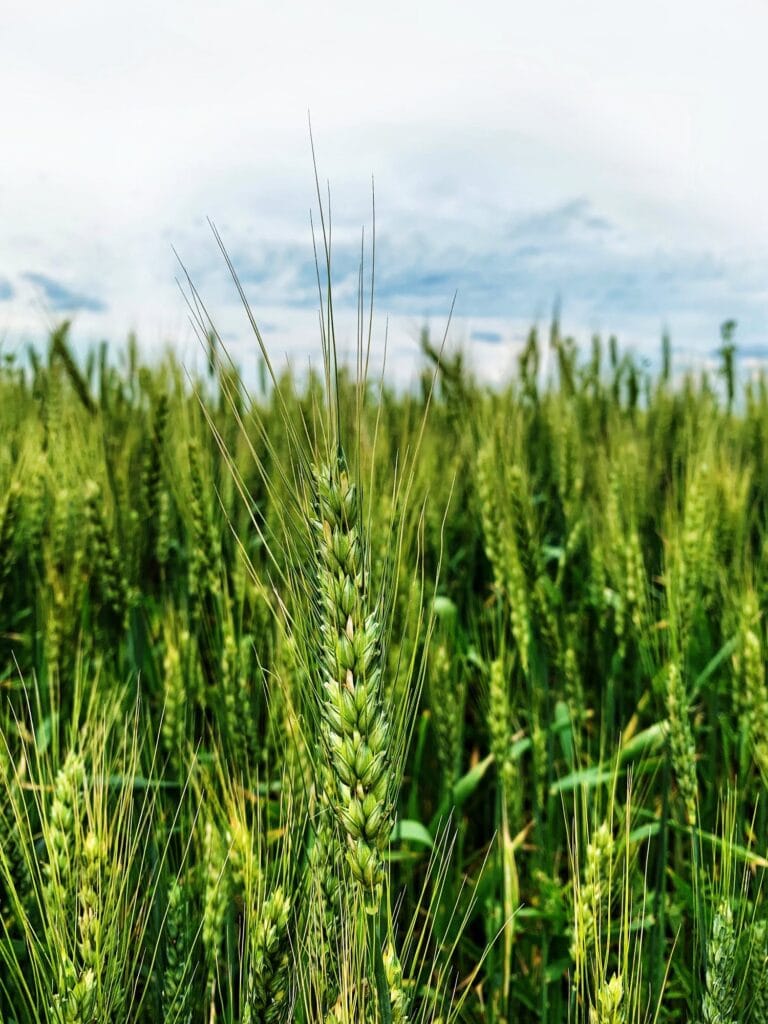 A field of green wheat