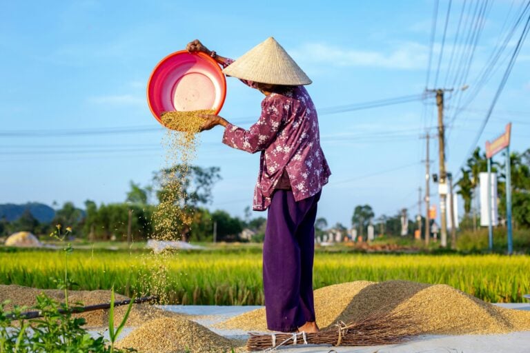 Farmer pouring rice grains from a bowl onto a pile of harvested rice beside a paddy field